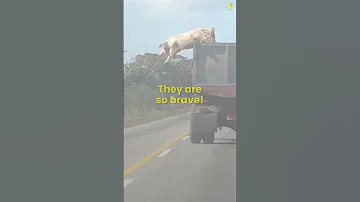 Incredible animal escapes