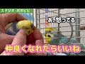 仲良くなれたらいいね　#オカメインコ　#セキセイインコ　#コザクラインコ 