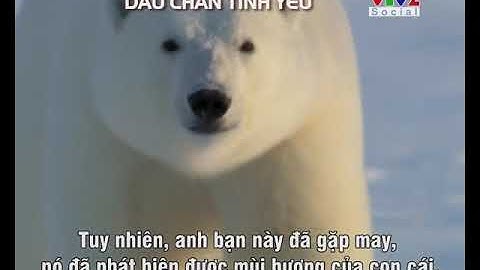 [VTV2]Thế giới động vật - Dấu chân tình yêu của gấu bắc cực