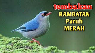 PANGGILAN SUARA BURUNG RAMBATAN