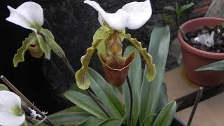 Dicas Dona Maria - Olha que linda Orquídea Sapatinho - thptnganamst.edu.vn