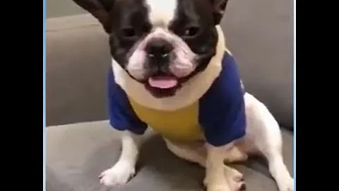 Cute and Funny Animals Videos Compilation PART 3 I Best funny videos 2021 Animaux mignons et drôles