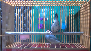 The Songbird as a Percussionist: Syntactic Rules for Non-Vocal Sound and Song Production in Java...