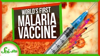 The World's First Malaria Vaccine Gets a Shot in Africa | SciShow News