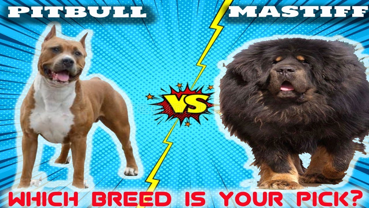 tibetan mastiff vs pitbull fight