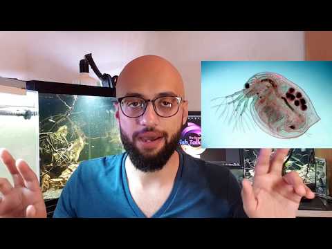 فيديو: أنواع الديدان الموجودة في أحواض الأسماك