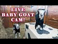 Baby goat cam  oakley  otis  syman says farms