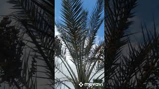 Фото из Парк Аль-Азхар