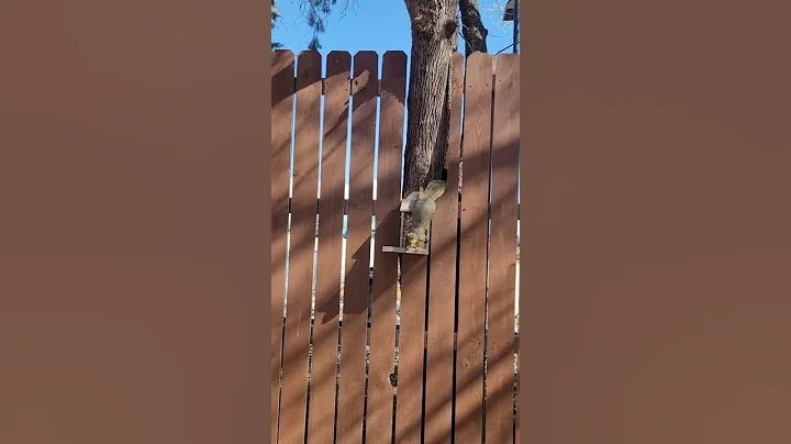 hungry squirrel