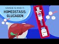 Understanding Glucagon and Homeostasis