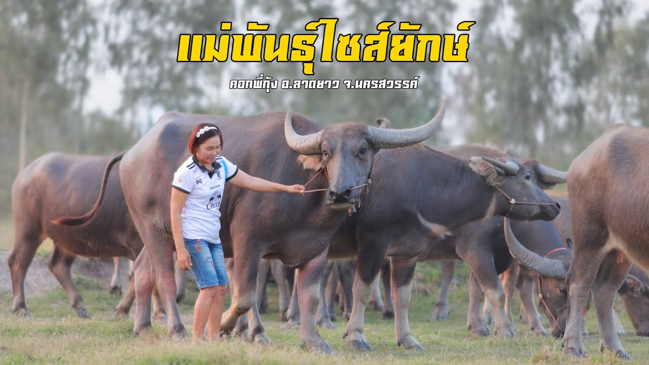 Посетите загон брата Куна в районе Ладъяо провинции Накхонсаван. Позвоните брату Куну напрямую по...