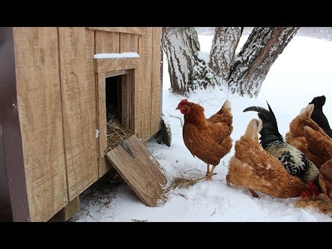 Video: Cara Winterize a Chicken Coop