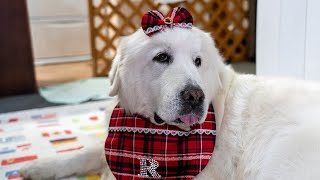 ルンルンは9歳になりました　Great Pyrenees　グレートピレニーズ