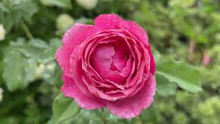 Late July Garden Tour 🍃 Silent Cottage Garden