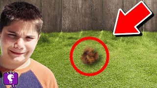 we find mystery animal in our backyard hobbypig is missing