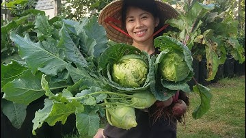 Thu Hoạch Bắp Cải, Củ Dền Đỏ, Củ Su Hào - Harvesting Cabbages, Beet roots and Kohlrabi.