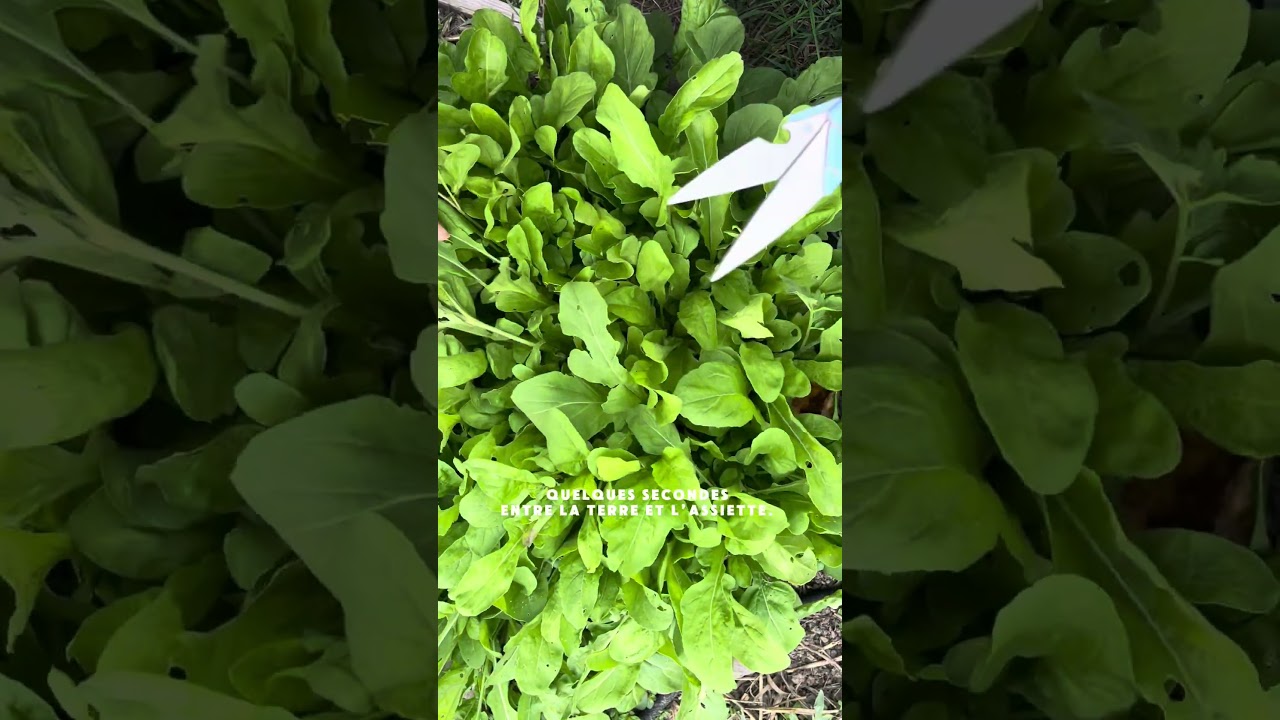 Du jardin à l’assiette. Ma roquette fraîche #potager #roquette #dujardinalassiette #jardin