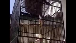 Keren !!......Burung Pentet Gacor Juara Bintang | Suara Burung Cendet