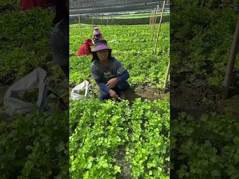 Keras nya kerja