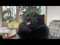 Cutest Schipperke Dog Begging For Scratches の動画、YouTube動画。