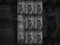 Maine Coon Turk #mainecoonturk #mainecoonbursa #mcocattery #mainecoontürkiye
