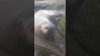 ROTTERDAM ZOO | IONA NORTHERN EUROPE CRUISE #shorts #iona #pocruises #cruiseship #rotterdam #zoo