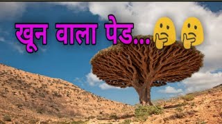 short fact blood tree      dragon tree // ड्रैगन ट्री