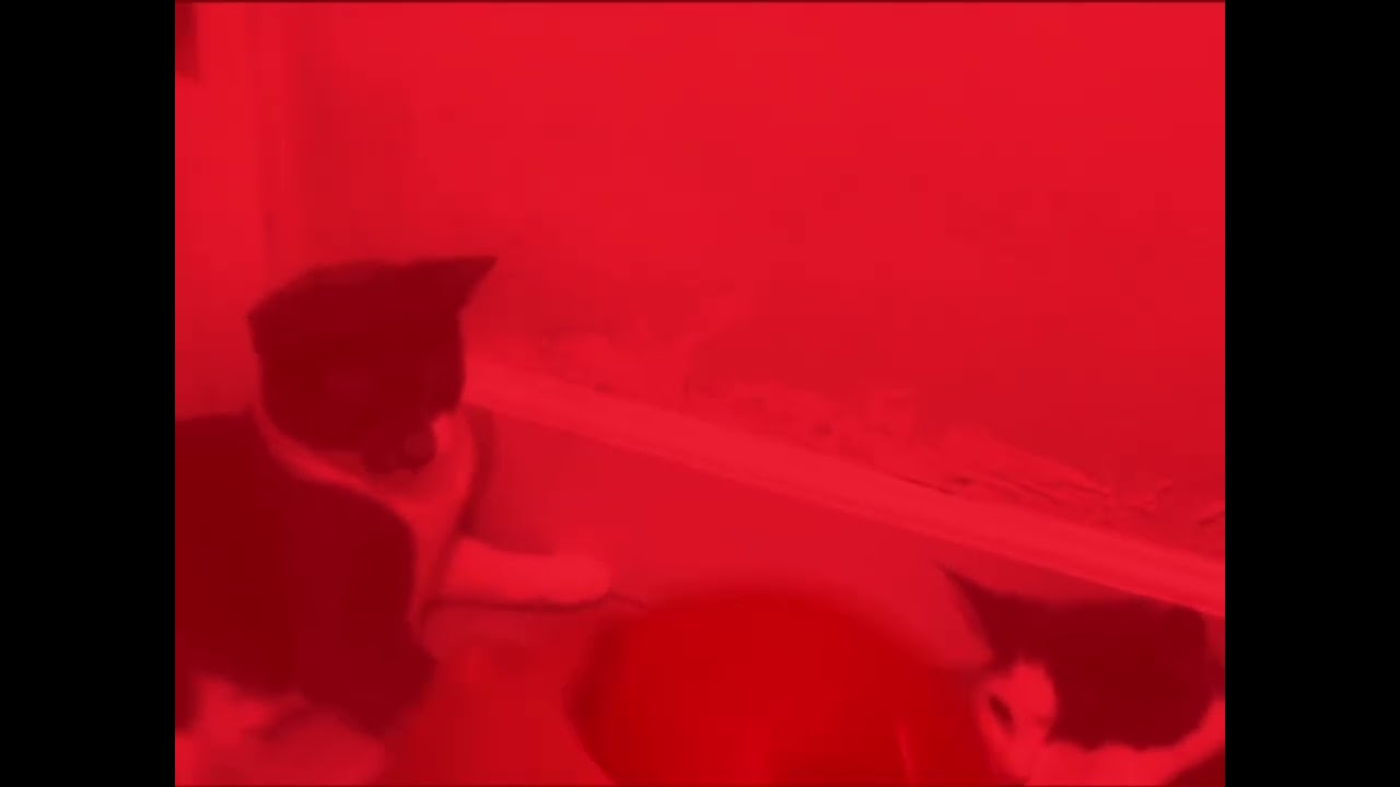 Cat pictures red and blue in the morning Horror lost