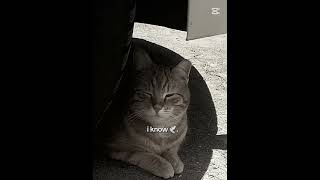 mhm..  #vermissedich #kommzurück #pls #cat #rip #micio