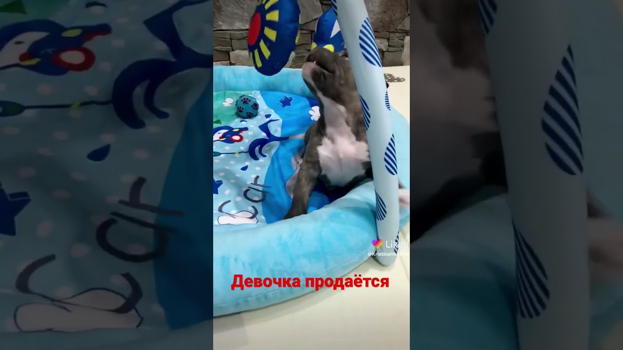 Супер-мега-крутая малышка американский булли в редком,шикарном окрасе голубой триндл продаётся!