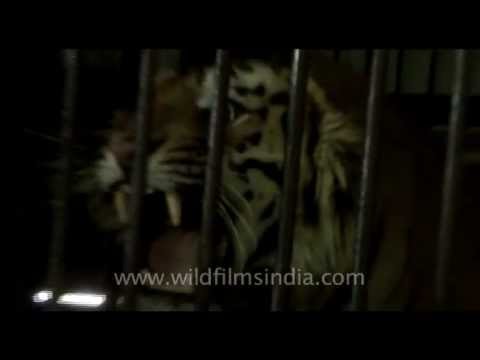 This man-eating tiger's roar will give you goose-bumps!