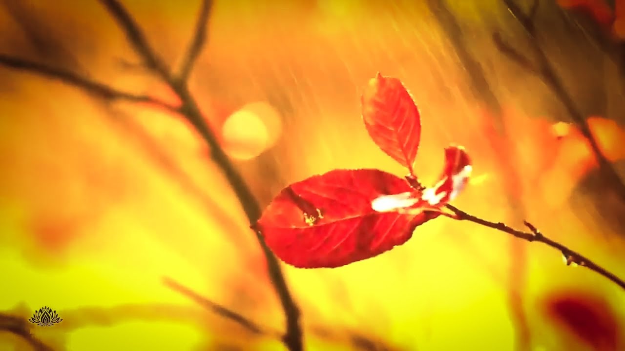 Autumn Colors Rain Sounds(Fall) Autumn Colors With Relaxing Rain Sounds ...