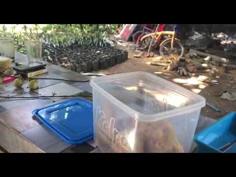 Haji Eng: Cara Jitu Pilih Bibit Rambai (Buah Menteng) dan Cempedak ...