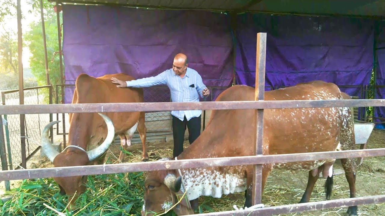 TWO PREGNANT INDIAN GIR COW , GIR CATTLE CARE ગીર ગાય  गीर गाय