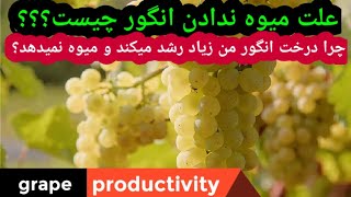 علت میوه ندادن درخت انگور | چرا درخت انگور زیاد رشد میکند و میوه نمیدهد؟| دلیل کاهش حاصل میوه انگور