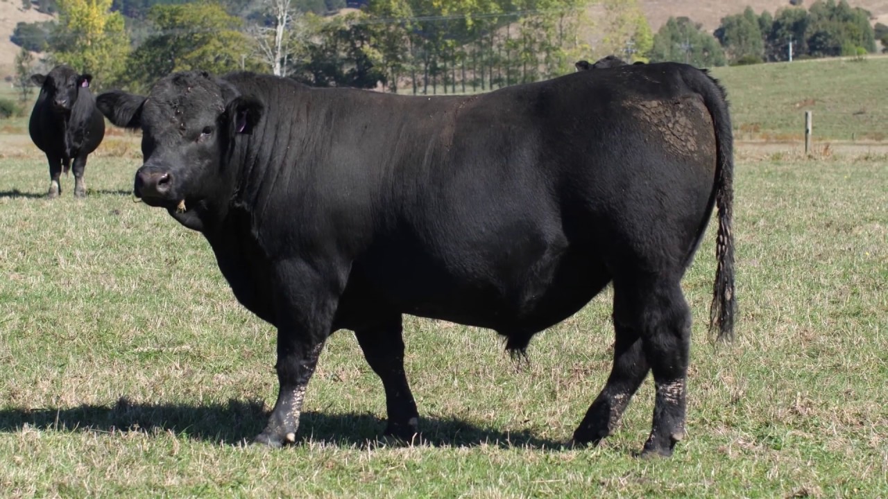 Hillcroft Angus Hereford Hill Country Bulls For Sale