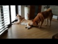 Suki On Heat And Shiro Licky Lick 