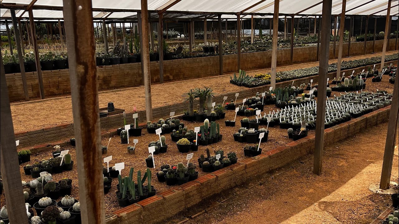 Tour pelo Cactário Menezes. Vem conhecer!!