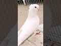 #shorts - white pigeons