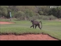 Luke Donald has a close encounter with a Baboon