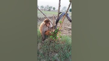 Cobra vs monkey short video #monkey #kingcobra #animals #kingsnake #snake #cobra #amzing