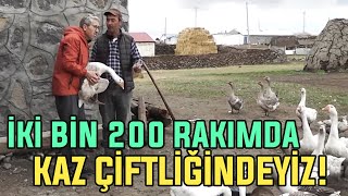 İki Bin 200 Rakımda KAZ ÇİFTLİĞİNDEYİZ! by ÇİFTÇİ TV 5,744 views 2 weeks ago 45 minutes