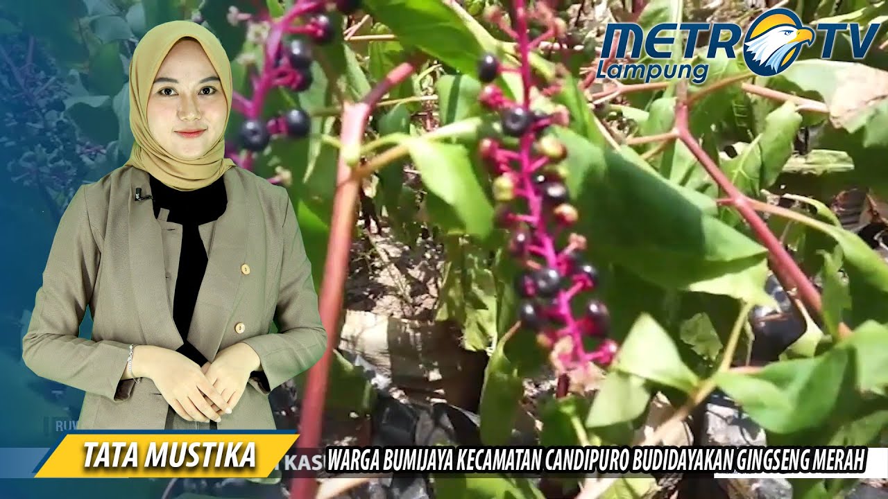 Warga Bumijaya Kecamatan Candipuro Budidayakan Gingseng Merah Youtube