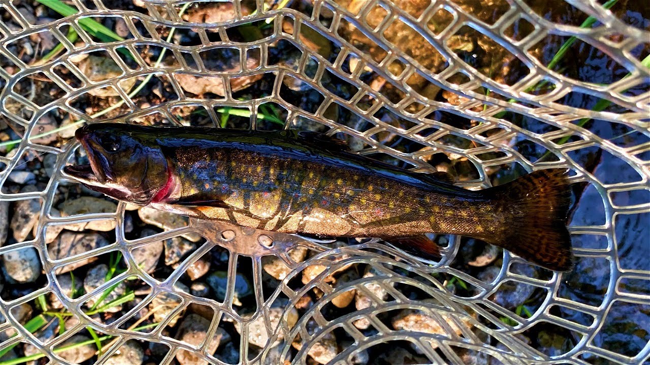 Downeast Maine Native Brook Trout Fly Fishing YouTube