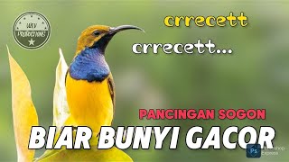 crecet crecet pancingan sogon agar bunyi gacor, dijamin semua sogon langsung bunyi #pancingansogon