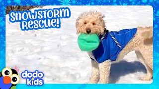 Little Dog Saved From Snowstorm Learns to Love Winter Again | Dodo Kids | Rescued!