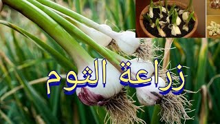 كيفية زراعة الثوم /موعد زراعة الثوم