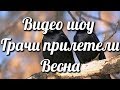 Видео шоу Грачи прилетели Весна