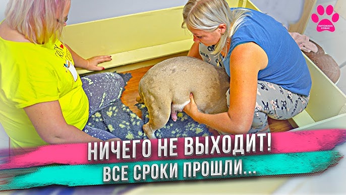 Из чего делают многоразовые пеленки для собак?