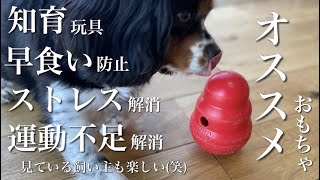 【オススメ！】犬用知育玩具のコングワブラー紹介です！早食いのわんちゃんに使ってみてください！